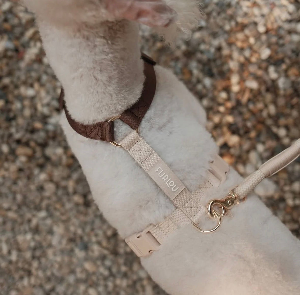 Brown and tan harness