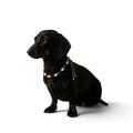The Talisman Collar