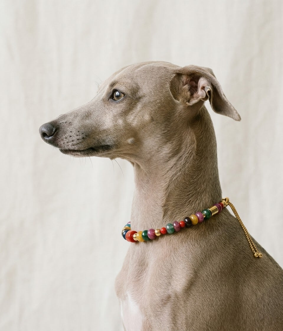 The Aura Collar