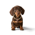 The Jade Collar