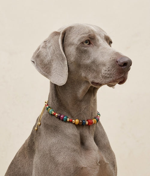 The Aura Collar